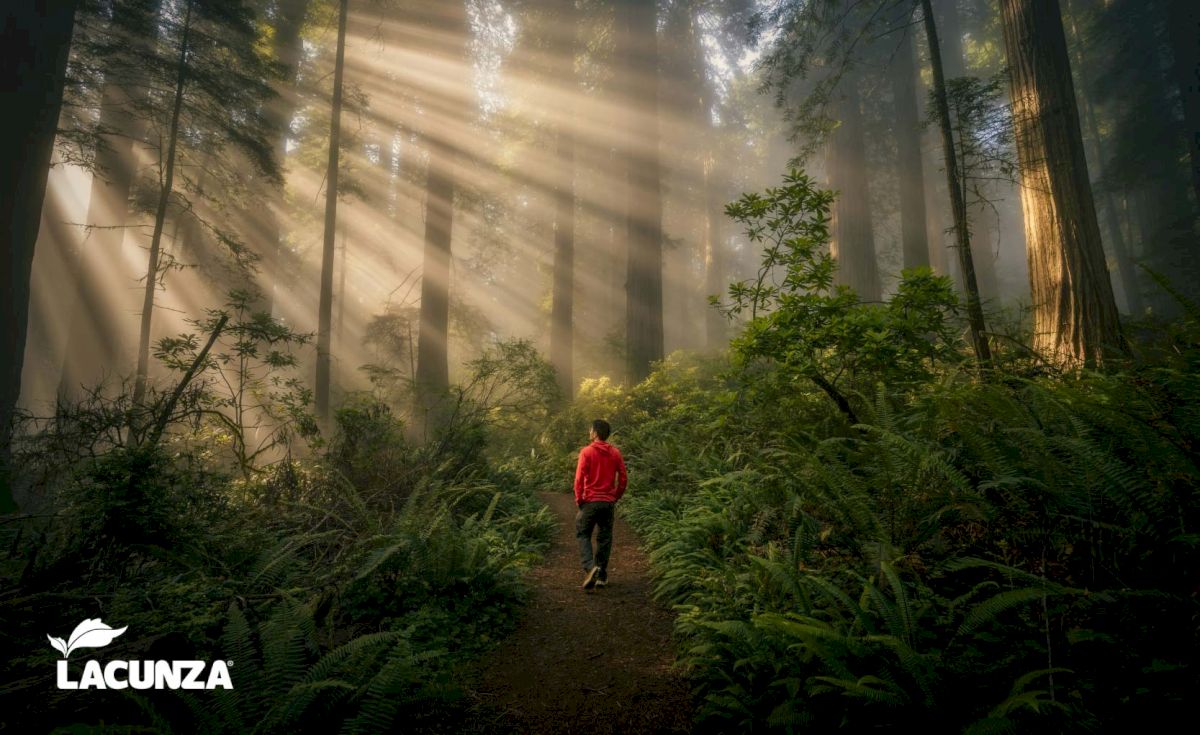 Aprovechar la leña, cuidar los bosques